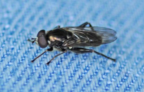 Chalcosyrphus nemorum